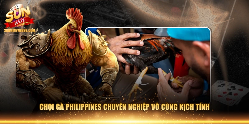 Chọi gà Philippines chuyên nghiệp vô cùng kịch tính